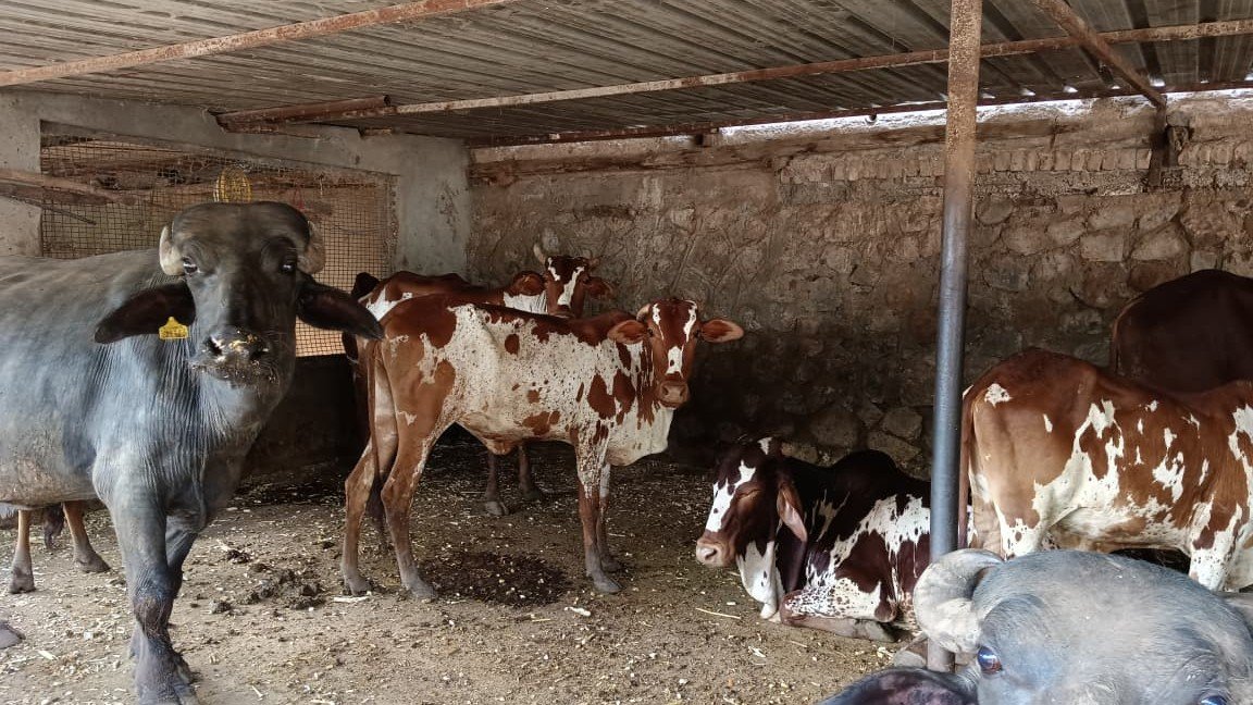 Livestock Production