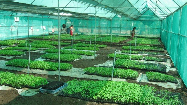 About Horticulture